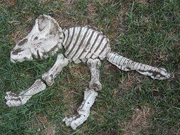Dinosaur Bones Sand Mold Set (10 Pcs. Set) N2