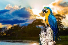 ONSIA 9" H x 11" L Blue Macaw Sound Art, 9" H x 11" L