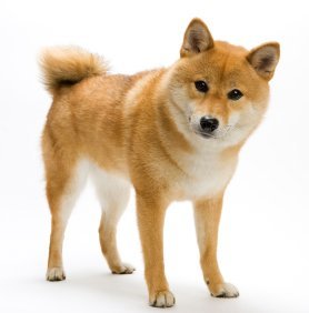 Shiba Inu ~ Dog Breed ~ Edible Image Cake / Cupcake Topper