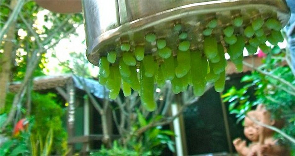 Buylucky Thai Traditional Kitchenware for LOD CHONG / SARIM Cendol Imilk) Stianless Mold Thai dessert.Milk N2