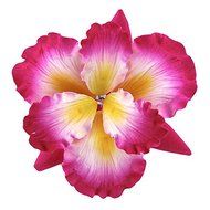Dutch Iris, Hot Pink with Yellow &amp; White Center, 1 Count by Chef Alan Tetreault