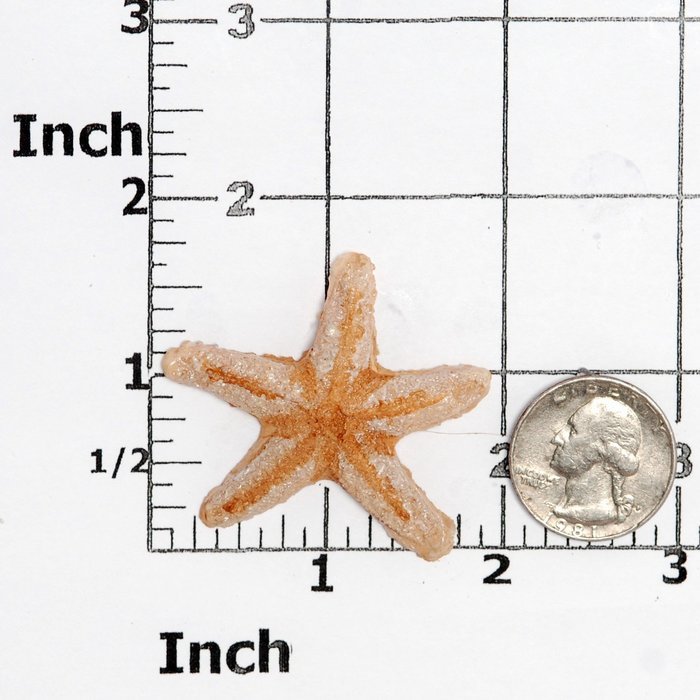 Star Fish Silicone Mold Food Safe Fondant, Chocolate, Candy, Resin, Polymer Clay, Epoxy. Finished star fish measures... N8