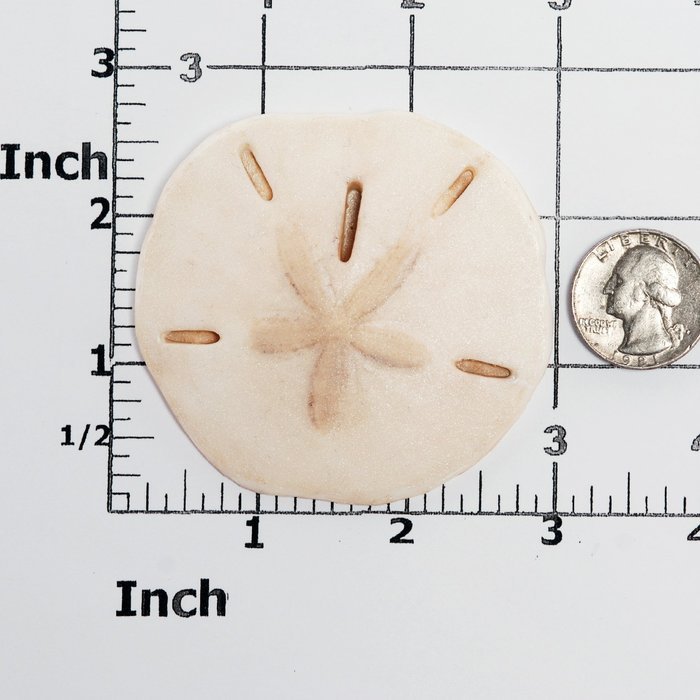 Sand Dollar Silicone Mold Food Safe Fondant, Chocolate, Candy, Resin, Polymer Clay, Soap, Craft, Jewelry Food... N4