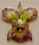 Cattleya Orchid II Mold