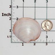 Silicone Mold Sea Shell Food Safe Fondant, Chocolate, Candy, Resin, Polymer Clay, Soap, Craft, Jewelry Food Mold. N6