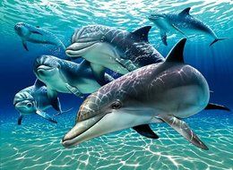 Pod of Dolphins Painting ~ Edible Image Cake Topper