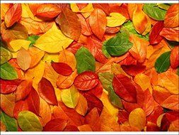 Novelty Autumn / Fall Leaves A4 Edible Icing Cake Topper (5 - 10 BUSINESS DAYS DELIVERY FROM UK)