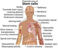 LOT of 2 StemTelo - Regenerator and Renewal of Stem Cells and Telomeres - Bottle of 90 capsules