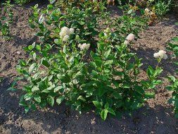 New Jersey Tea- Native &gt; Ceanothus americanus &gt;Landscape Ready 5.5&quot; Container