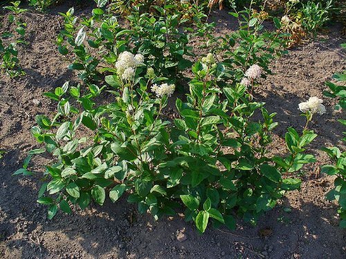 New Jersey Tea- Native > Ceanothus americanus >Landscape Ready 5.5" Container