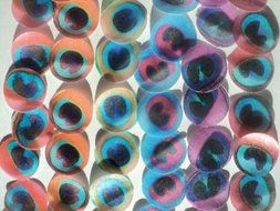 48 round small ASSORTED MULTICOLORED Decorative Wafer Paper Peacock Feathers &copy; Edible Image Wafer Paper feather... N2