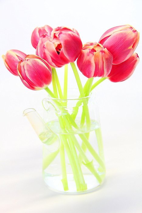 Tea gift Glass Teapot Duo, 16oz/470ml with Fab Flowering Tea (2 Blooms) N21