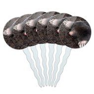Set of 6 Cupcake Picks Toppers Decoration Animals - Sloth Face N19