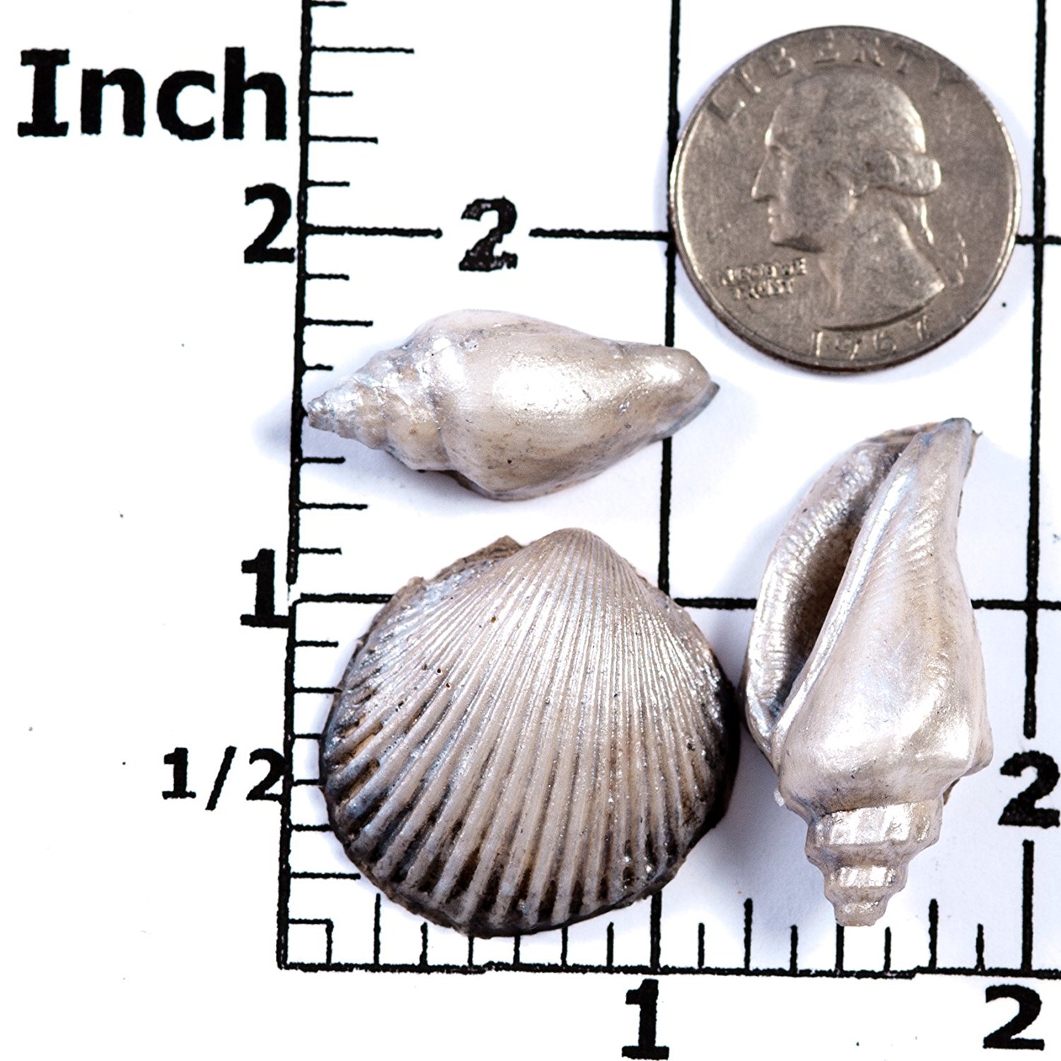 Small Sea Shell Silicone Mold Food Safe Fondant, Chocolate, Candy ...