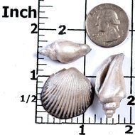 Small Sea Shell Silicone Mold Food Safe Fondant, Chocolate, Candy, Resin, Polymer Clay, Craft, Jewelry Food Mold.