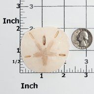 Sand Dollar Silicone Mold Food Safe Fondant, Chocolate, Candy, Resin, Polymer Clay, Soap, Craft, Jewelry Food... N7