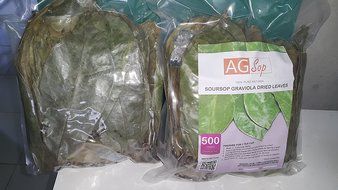 SOURSOP GRAVIOLA , 1,000 LEAVES