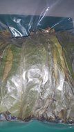 SOURSOP GRAVIOLA , 1,000 LEAVES N2