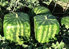 Large Watermelon Mold Square Shape