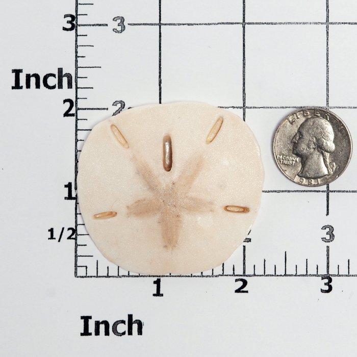 Sand Dollar Silicone Mold Food Safe Fondant, Chocolate, Candy, Resin, Polymer Clay, Soap, Craft, Jewelry Food... N7
