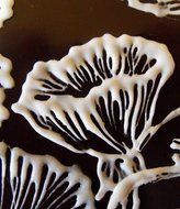 SugarVeil&reg; Dessert Garnishes DVD N5