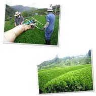 Tokyo Matcha Selection Tea - OTA TEA : [Daily Grade] Ureshino Tamaryokucha-Guricha 200g (7.05oz) from Saga Japan... N2