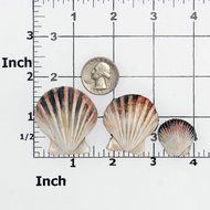 Seashell Silicone Mold Food Safe Fondant, Chocolate, Candy, Resin, Polymer Clay Mold, Soap N6