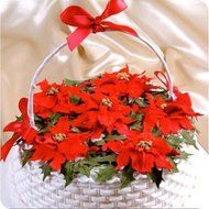 Poinsettia, Ivy &amp; Holly Cutter Set by Patchwork Cutters