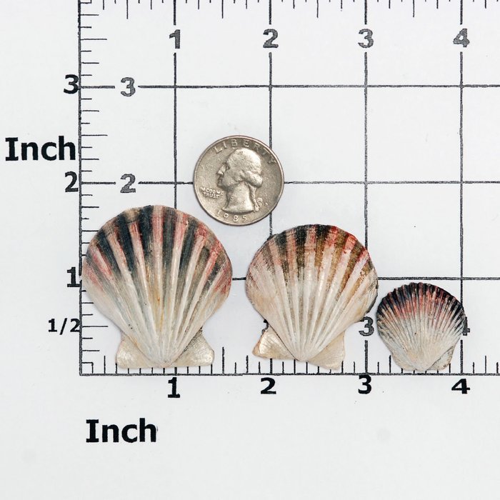 Seashell Silicone Mold Food Safe Fondant, Chocolate, Candy, Resin, Polymer Clay Mold, Soap N6