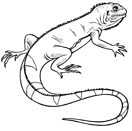 iguana clipart black and white