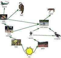 Desert Biome Food Web