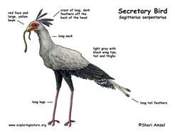 Secretary Bird
