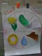 Preschool Plant Life Cycle as a picture for clipart