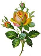 vintage image of a rose on a white sheet