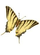 Vintage Butterfly Clip Art N2