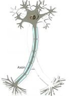 Brain Neuron Clip Art