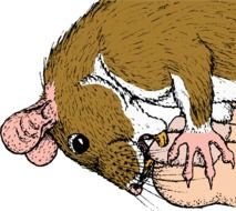 Biting Nails Clip Art N2