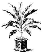 Agave Clip Art