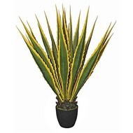 Variegated Agave Plant