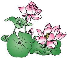 pink lotuses on a bush as a picture for clipart