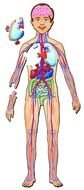 picture of a man with organs