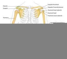 Human Body Bones Diagram