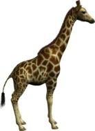 small giraffe as a picture for clipart