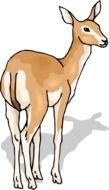 Deer as a graphic image
