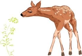 Deer Clip Art N23