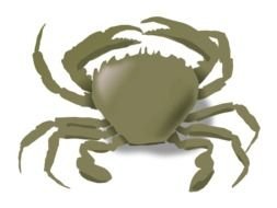 green crab as a graphic illustration