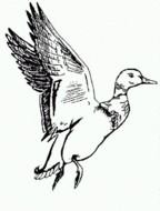 painted white flying duck