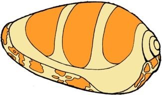 Shell Clip Art