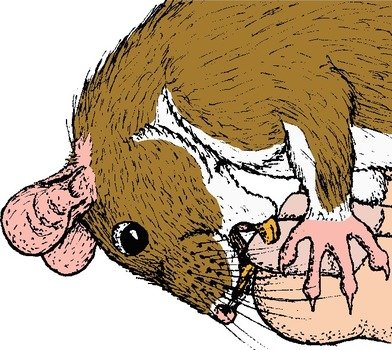 Biting Nails Clip Art N2
