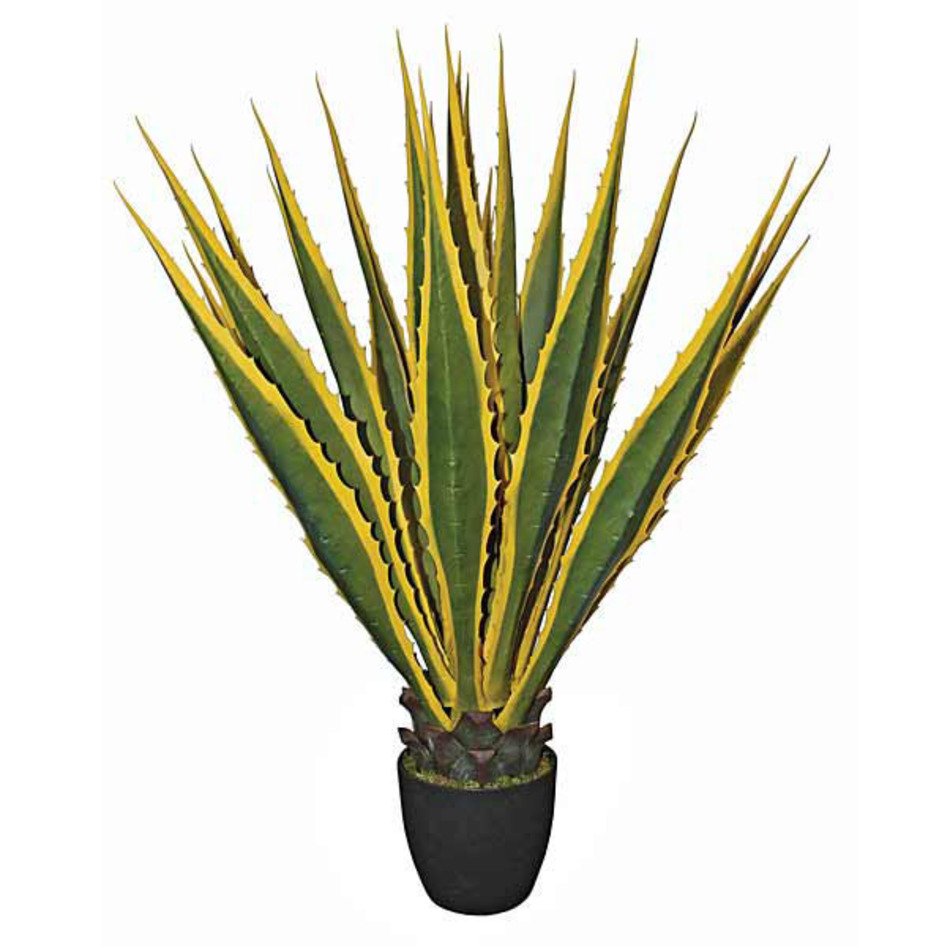 Variegated Agave Plant